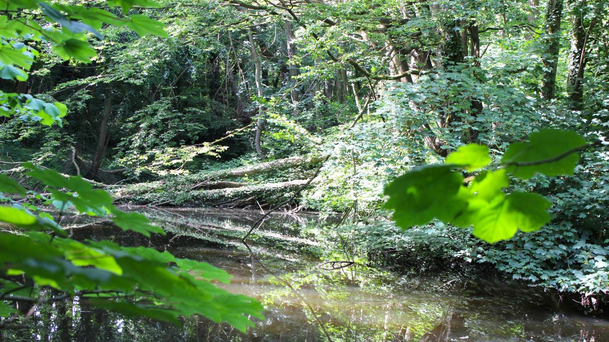 希尔克道夫Zum Wohlfuhlen Fur 4 Erwachsene +1 Kind, Schwimmbad Vor Der Tur Tiere Erlaubt公寓 外观 照片